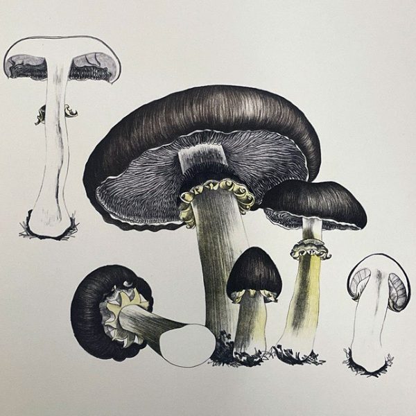 The Mushroom Hunt  (with Cranbrook Institute of Science)